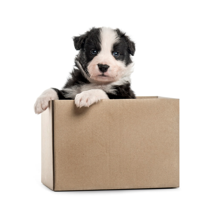 Puppy sitting in a box